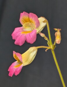 Primulina 'GCCC's Pezzottaite'