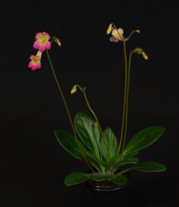 Primulina 'GCCC's Pezzottaite'