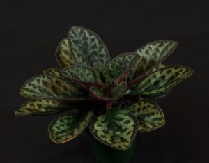 Primulina 'JV The Dark One'