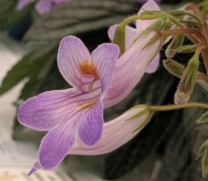 Primulina 'Rachel'