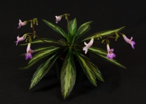 Primulina 'Rachel'