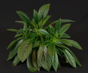 Primulina 'Silver Surfer'