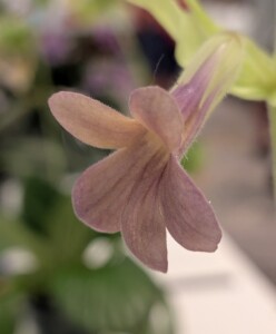 Primulina 'Tan Boy'
