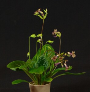Primulina 'Tan Boy'