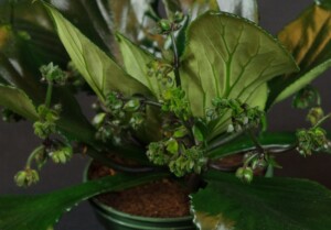 Primulina atropurpurea