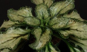 Primulina dryas 'Betty'