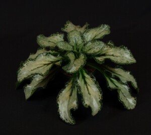 Primulina dryas 'Betty'