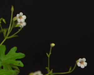 Primulina huangii