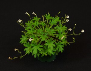 Primulina huangii