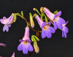 Primulina 'Patina'