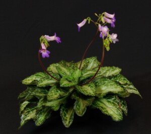 Primulina 'Patina'
