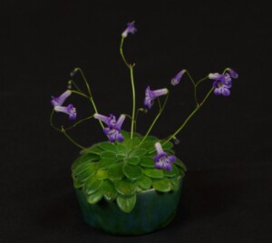 Primulina petrocosmeoides