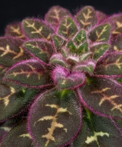Primulina sinovietnamica