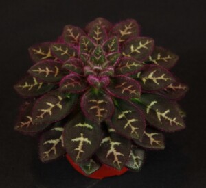 Primulina sinovietnamica