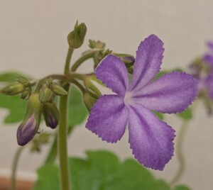 Primulina tabacum