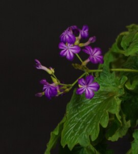 Primulina tabacum