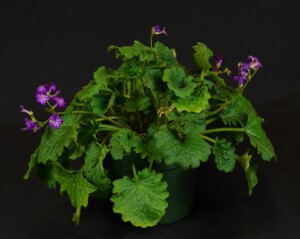 Primulina tabacum