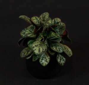 Primulina yungfuensis