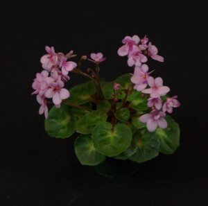 Saintpaulia 'Little Bo Peep'