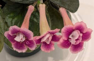 Sinningia 'Dale's Double the Pleasure'