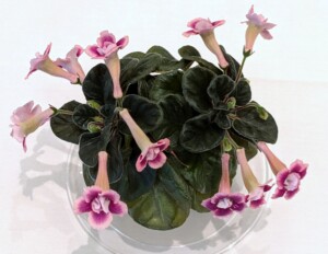 Sinningia 'Dale's Double the Pleasure'
