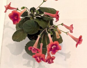 Sinningia Dale's Fruit Punch'