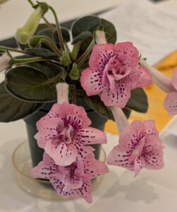 Sinningia 'Dale's Ruffled Feathers'