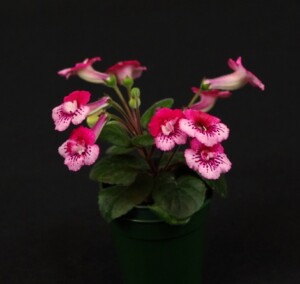 Sinningia 'Dale's Twice As Nice'