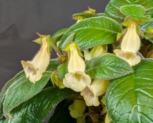 Sinningia 'Jung's Moon Breeze'