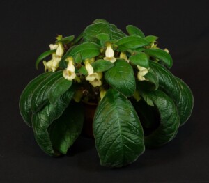 Sinningia 'Jung's Moon Breeze'