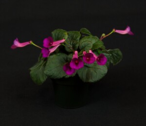 Sinningia 'Ozark Rosy Cheeks'