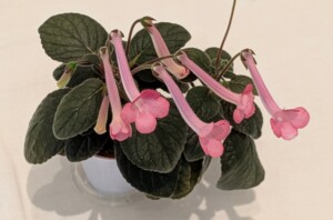 Sinningia 'Stone's Martha'