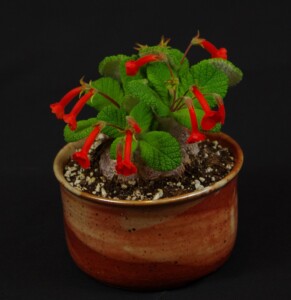 Sinningia bullata Canion Fortaleza