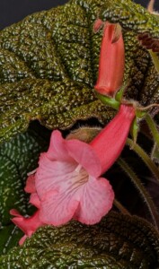 Sinningia (bullata Florianopolis x eumorpha Jacarezinho)