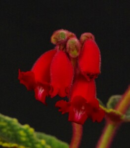 Sinningia canastrensis