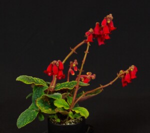 Sinningia canastrensis