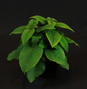 Sinningia sp. Sao Francisco Xavier