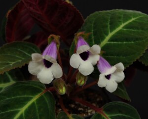 Sinningia speciosa Pedra Lisa