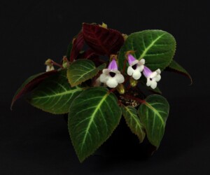 Sinningia speciosa Pedra Lisa