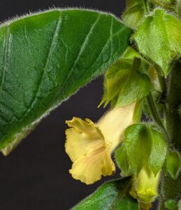 Sinningia sulphurea