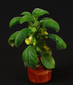 Sinningia sulphurea