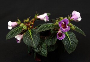 Sinnningia speciosa 'Dale's Silver Lining'