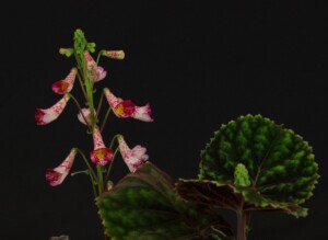 Smithiantha 'Ode to Peter Shalit'