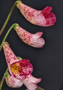 Smithiantha 'Ode to Peter Shalit'