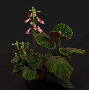 Smithiantha 'Ode to Peter Shalit'