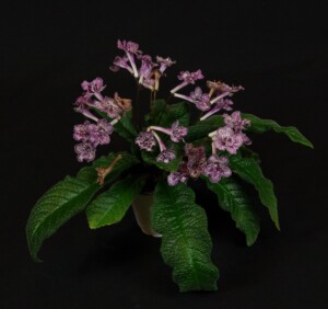 Streptocarpus 'Bristol's Dust Bunny'