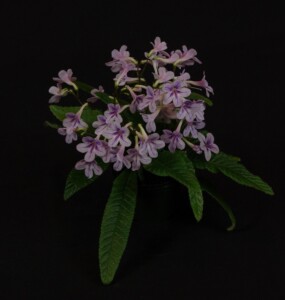 Streptocarpus 'Dale's Flock of Sparrows'