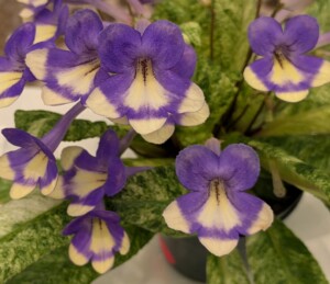 Streptocarpus 'Dale's Monkey Business'