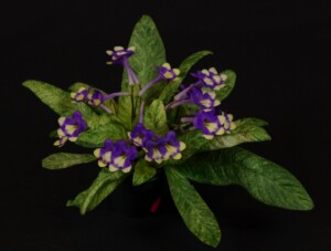 Streptocarpus 'Dale's Monkey Business'
