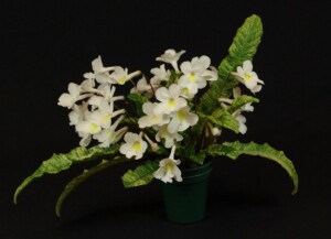 Streptocarpus 'Dale's Polar Blizzard'